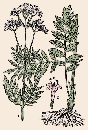 Валериана лекарственная Ботанический рисунок