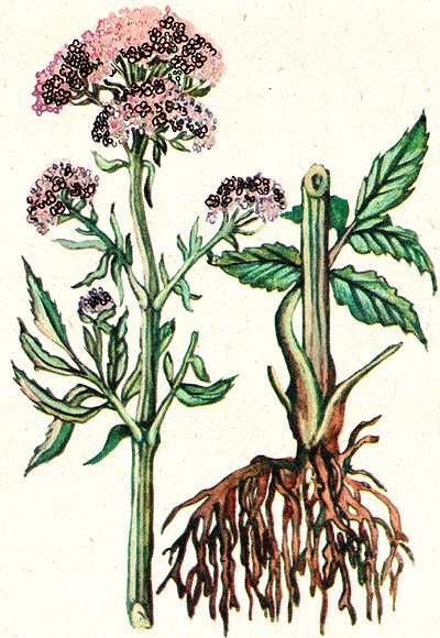 Валериана Фармакогнозия