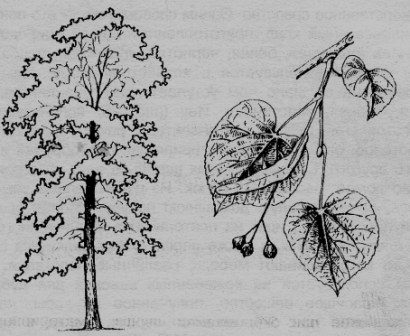 Липа дерево вектор