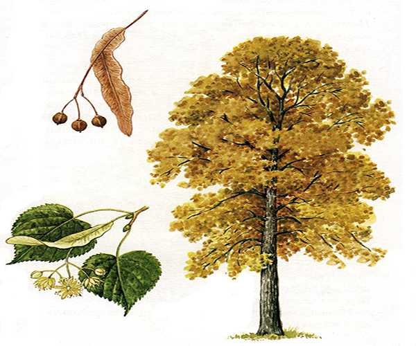 Лиственные деревья раскраска