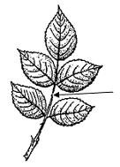 Рисунок листьев шиповника