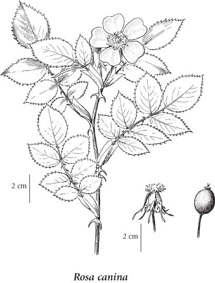 Шиповник морщинистый ботаника
