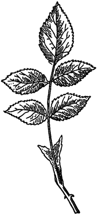 Шиповник Майский подсемейство