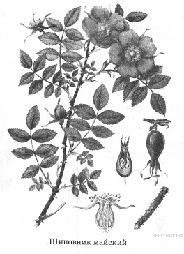 Листья розы на прозрачном фоне