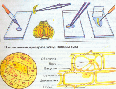 Строение клетки эпидермы сочной чешуи луковицы лука