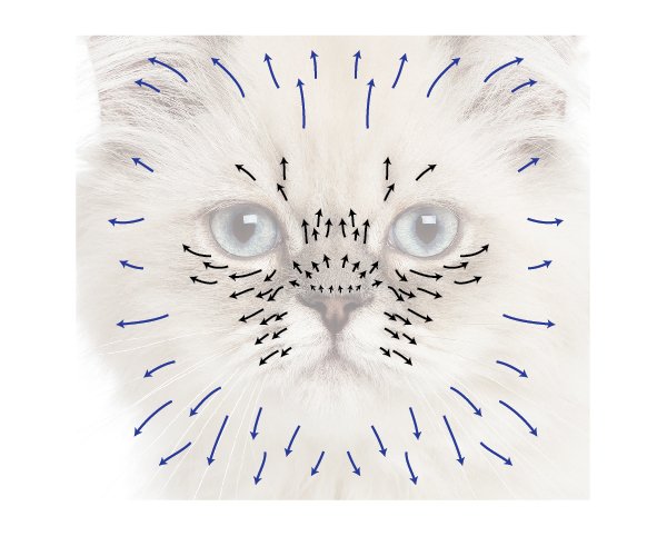 Направление роста шерсти у кошек