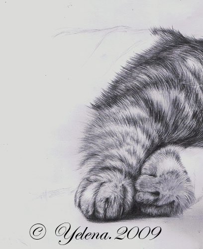 Кошка карандашом шерсть
