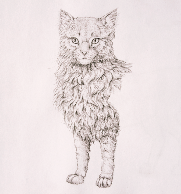 Шерсть рисунок карандашом. Шерсть кота карандашом. Нарисовать шерсть кошки. Шерстяной рисунок карандашом.