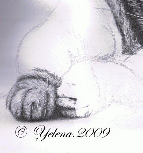 Шерсть кота карандашом