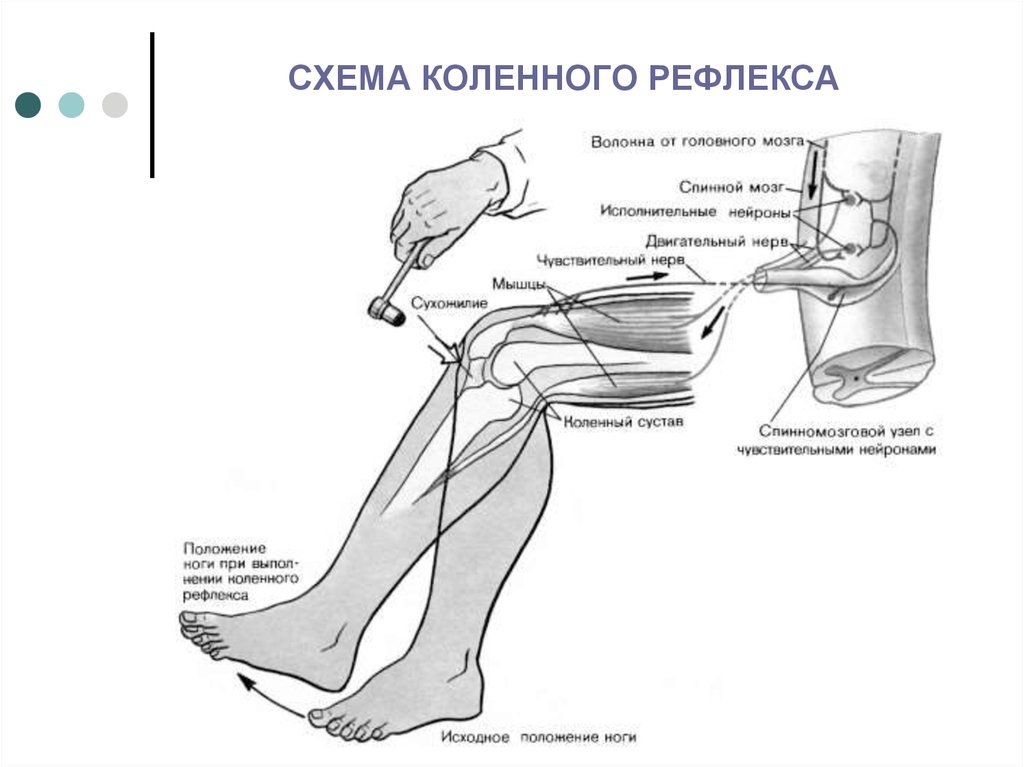 Где находится рефлекс. Дуга коленного разгибательного рефлекса. Схема рефлекторной дуги разгибательного коленного рефлекса. Разгибательные коленные рефлексы схема. Простая рефлекторная дуга разгибательного коленного рефлекса.