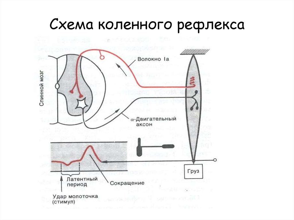 Этапы прохождения импульса. Схема дуги коленного рефлекса физиология. Схема дуги сухожильного рефлекса. Рефлекторная дуга коленного рефл. Схема рефлекторной дуги коленного рефлекса.