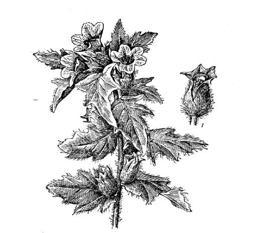 Белена черная соцветие