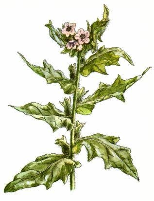 Белена ядовитое растение рисунок