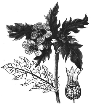 Белена белая и черная