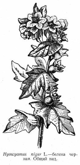 Белена Ботаническая иллюстрация