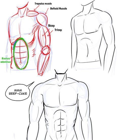 Мужское тело поэтапно