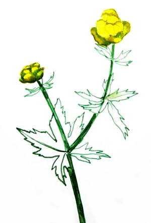 Пион карандашом для начинающих