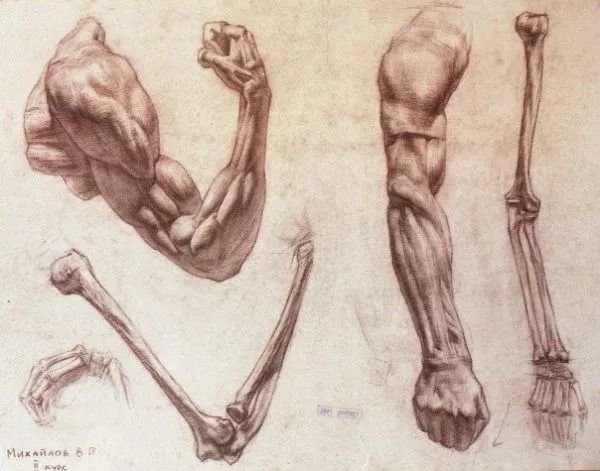 Анатомия рук кисти рук референс