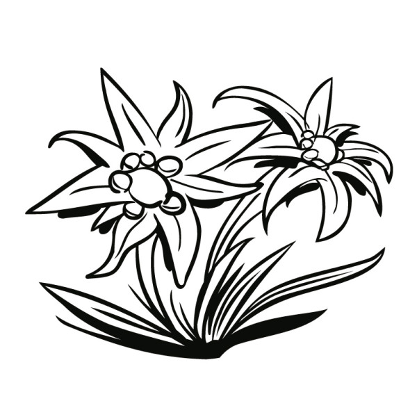 Эдельвейс цветок вектор