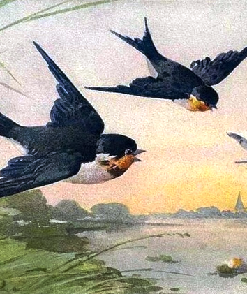 Афанасий Фет ласточки иллюстрации