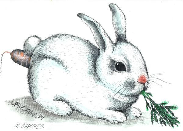 Белый заяц рисунок для детей
