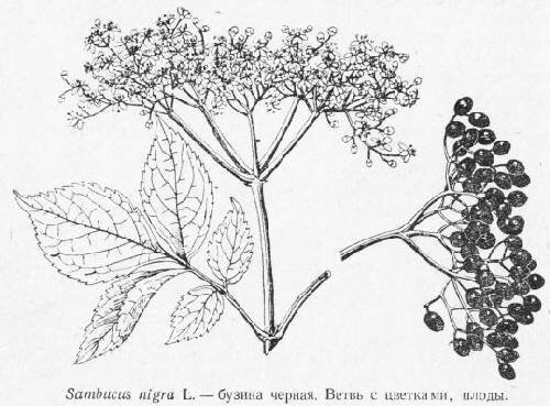 Бузина в живописи