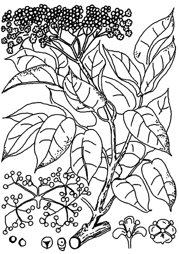 Бузина черная гербарий