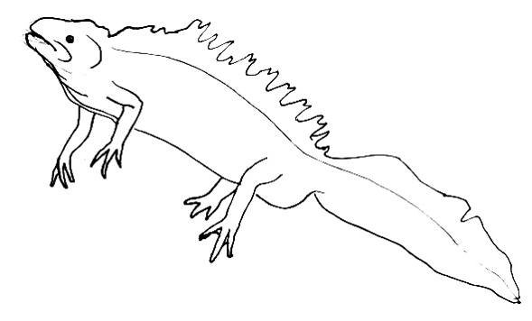 Малоазиатский Тритон раскраска