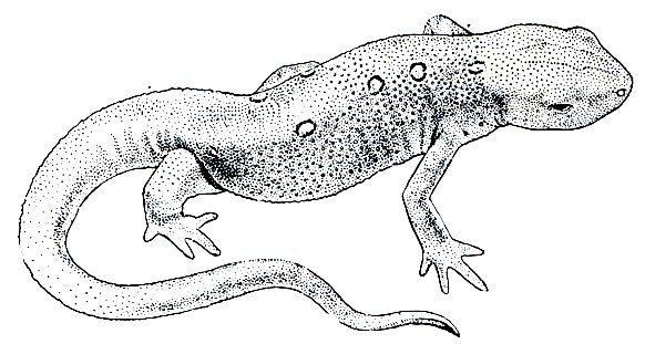 Малоазиатский Тритон рисунок