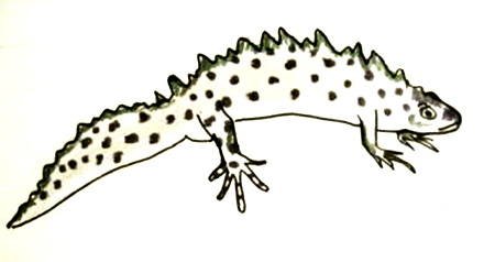 Тритон рисунок (44 фото)