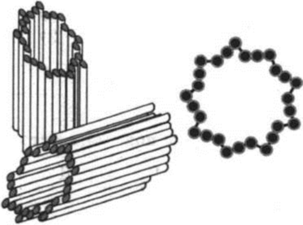 Центриоли клеточного центра