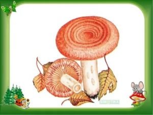 Гриб волнушка для детей