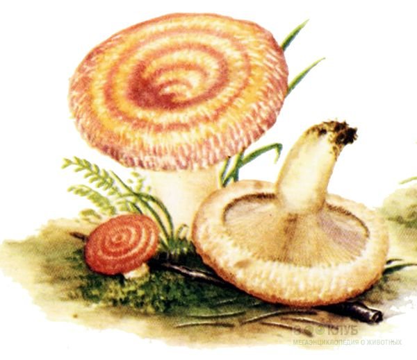 Маска гриб волнушка