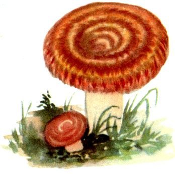 Волнушки грибы