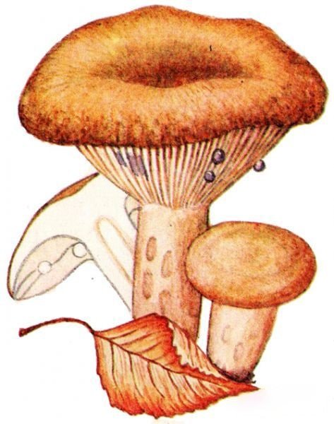 Грибы грузди рыжики