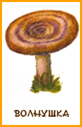 Волнушка гриб рисунок