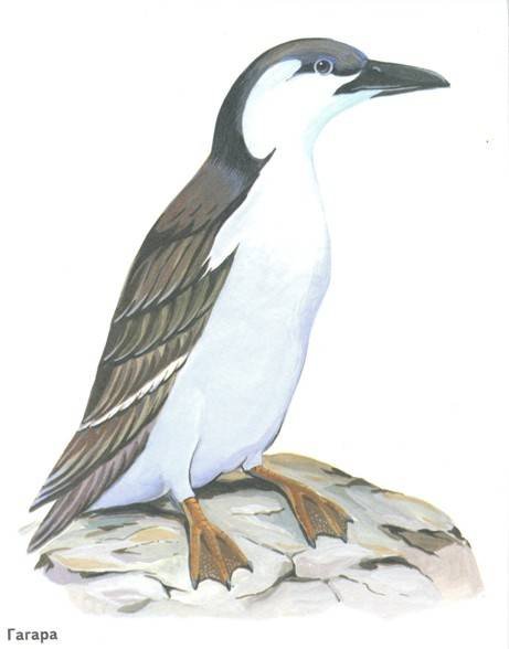 Животные и птицы севера для детей