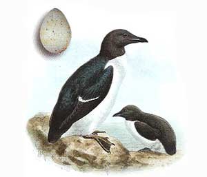 Птица кайра рисунок