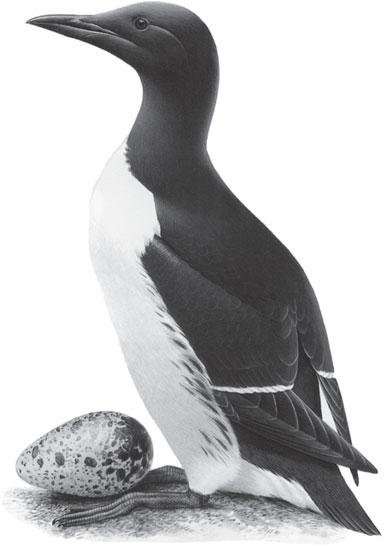 Кайра на белом фоне