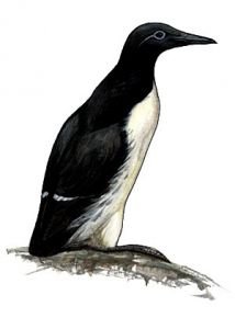 Птица кайра рисунок