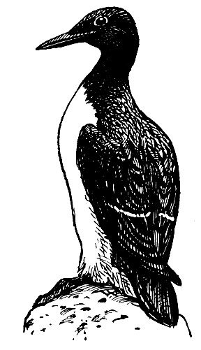 Кайра птица раскраска