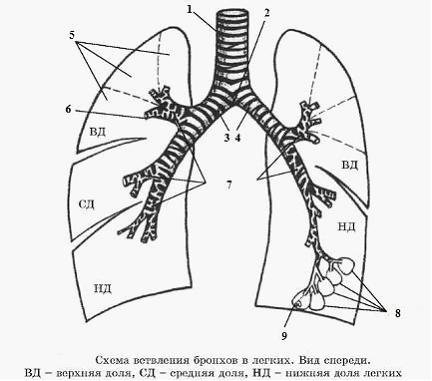 Ветвление бронхов в лёгких схема