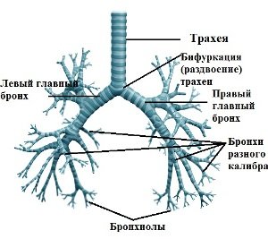 Трахея бронхи бронхиальное дерево