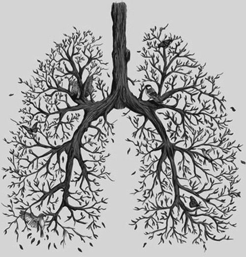 Легочно бронхиальное дерево