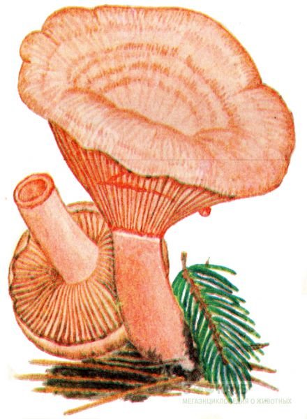 Маска гриб волнушка