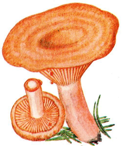 Гриб волнушка для детей
