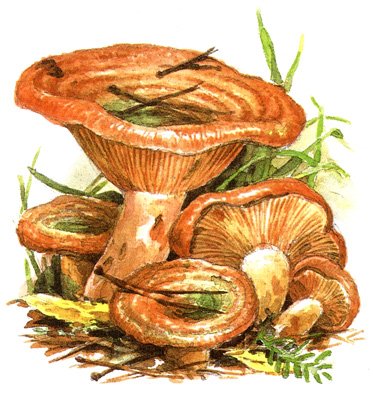 Рисуется гриб Рыжик