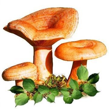 Рыжик гриб рисунок