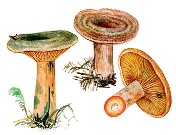 Гриб Рыжик на белом фоне