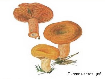 Рисунки рыжиков